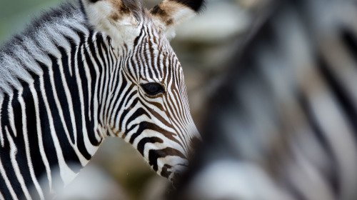 Langverwacht, maar daar is-ie dan: zebraveulen geboren in @ARTIS.  - bit.ly/2foQHaV https://t.co/tm1x5IlnIs