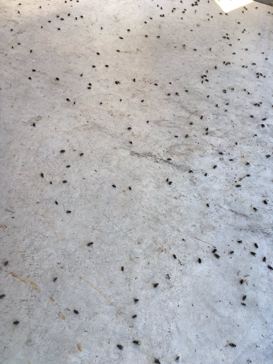 When you fog an attic for Flies, treat windows and doors, then spray the exterior you get thousands of dead flies &amp; they don't want back in