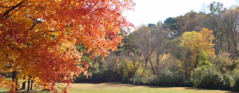 cityofmiltonga's tweet photo. Tuesday Tidbits - Changes to #TreeOrdinance. Density vs Canopy & preserving our character. https://t.co/iAQRVTRS1K https://t.co/ozJqg51EBU