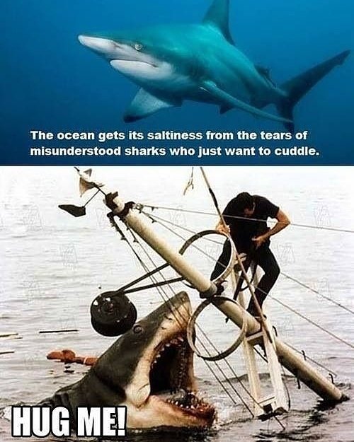 shark tears meme
