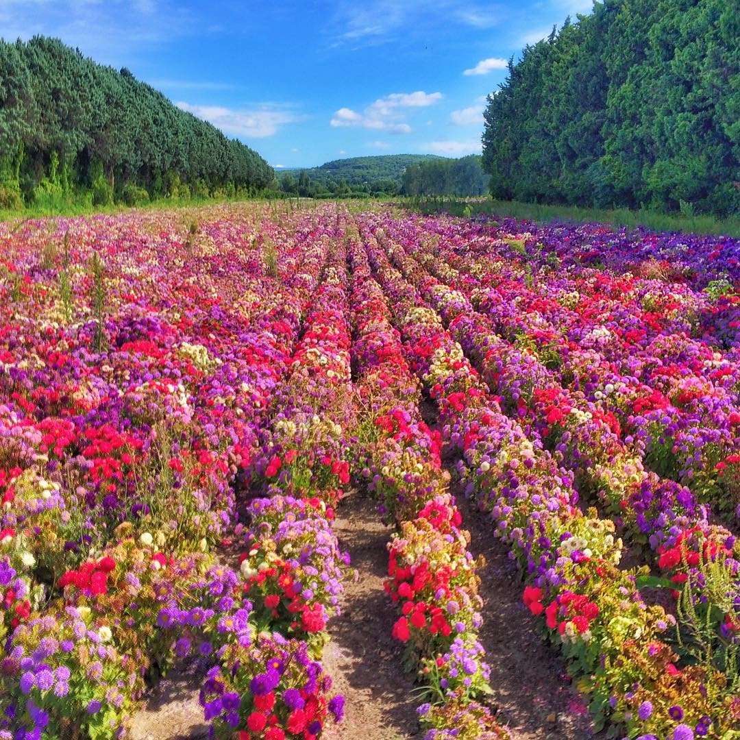 _101Sunsets_'s tweet photo. Mormoiron, France

“Hard to believe these beautiful flowers grow wild”

By https://t.co/CHkWiDKGcZ

https://t.co/1DVYAvhQDM #travel #tourism https://t.co/cShIT3zmTH