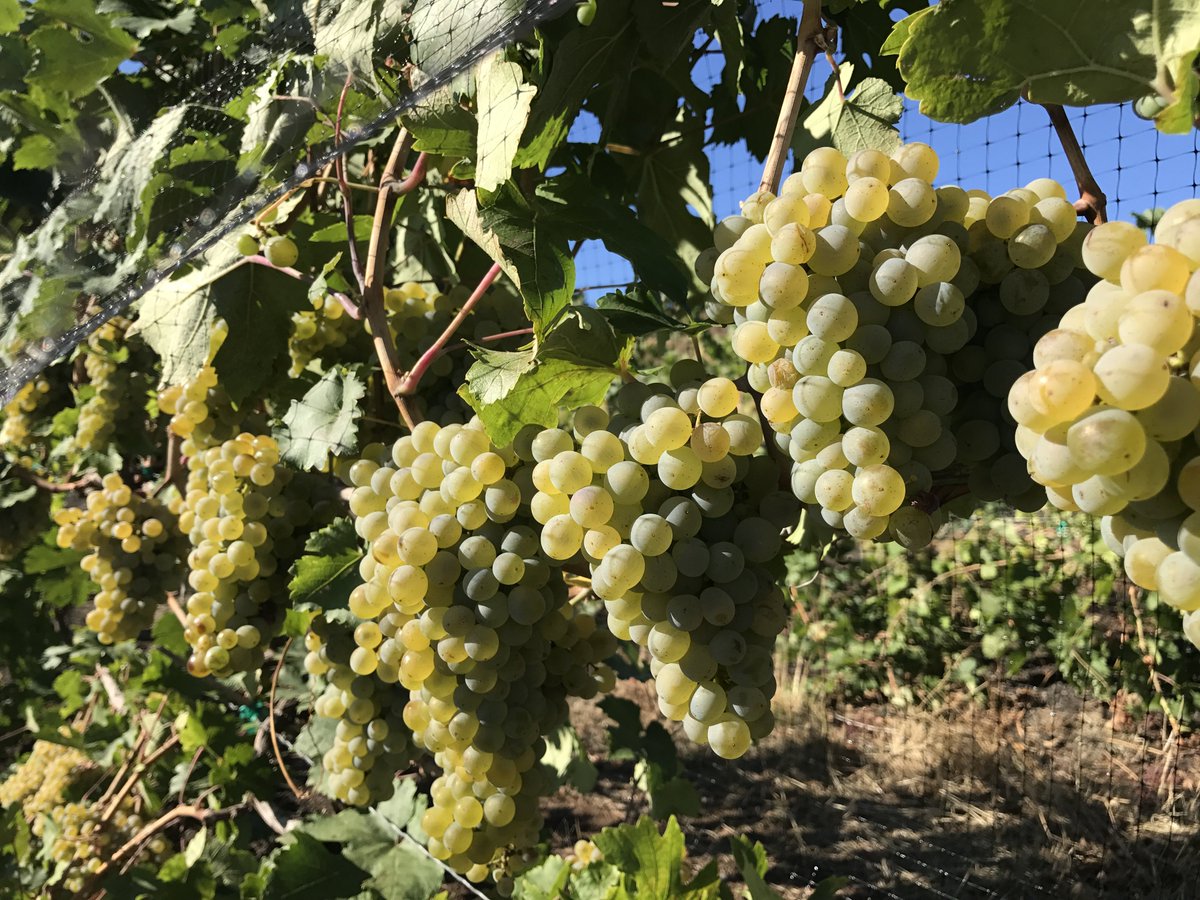 FlumeVineyard's tweet photo. Yesterday we took samples of our grapes, and today our bins are stacked and ready, and so are some of the grapes! #harvesttime #PNW #wine https://t.co/c7OMmLHQBX