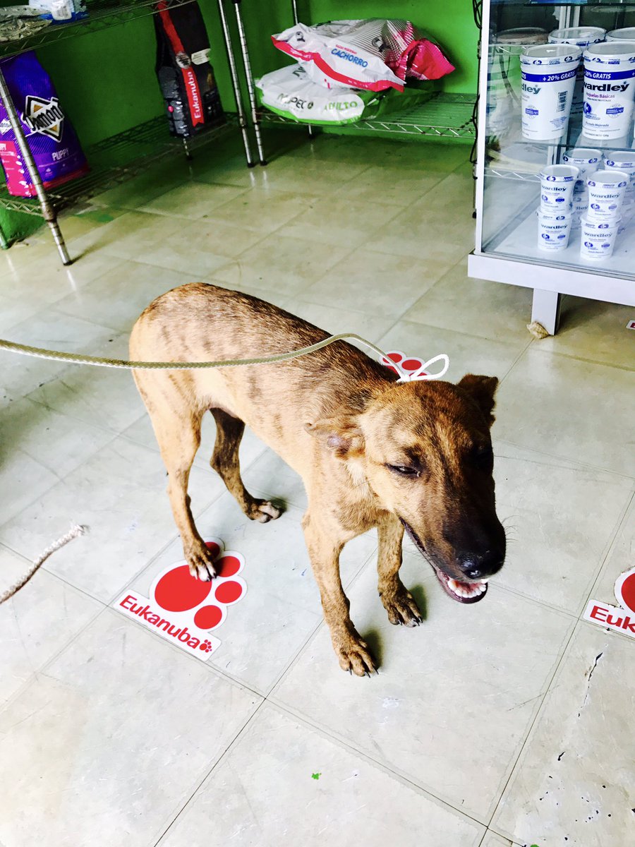 shaktiboo's tweet photo. Amigas y amigos‼️‼️‼️#adopcion #iguano #Ayuda https://t.co/22hkXsWN0Z