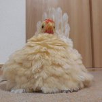 これが鶏なの？wひよこから育てると鶏になる過程がみれるし可愛いw