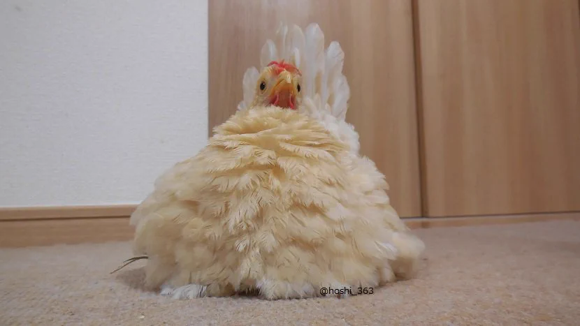 これが鶏なの？wwひよこから育てると鶏になる過程がみれるし可愛いww