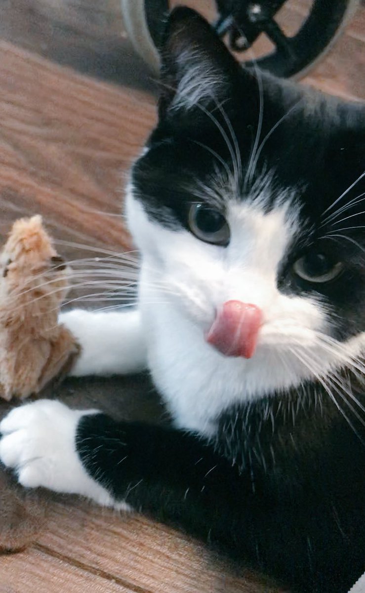 lampwireslayer's tweet image. Happy #TongueOutTuesday efurryone!! got new toys today!! Including this nip toy beaver. Yummy nip!! 😸😸😸😸