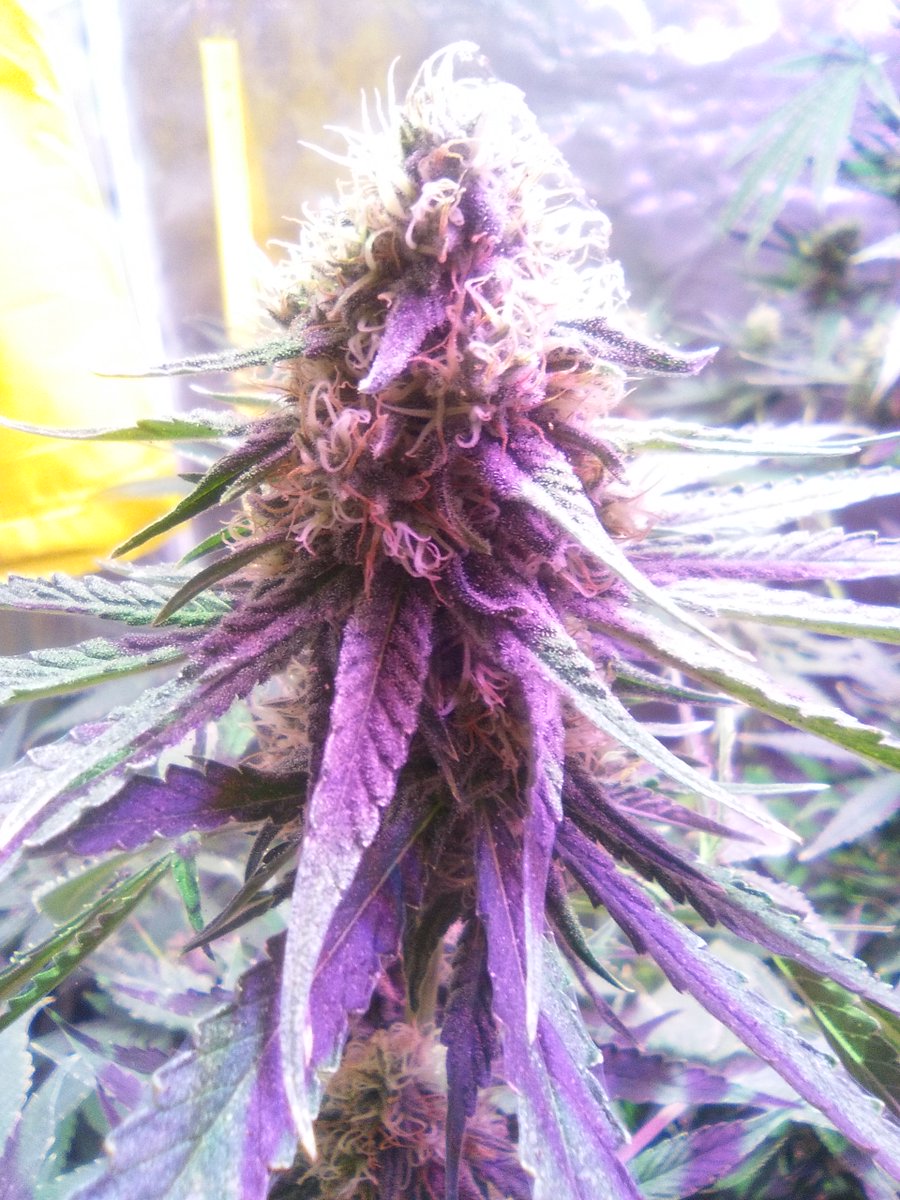 SpanishBreeder's tweet photo. #Room1 Dia 35 Flora 💥💥💥
#critical & #classicskunk by @Zamnesia 🔥
Fertilizadas con Plagron España . 😜
Domotizado por 🔝 @Mycroclime 🤖#IoT https://t.co/ylXLGyE3mT