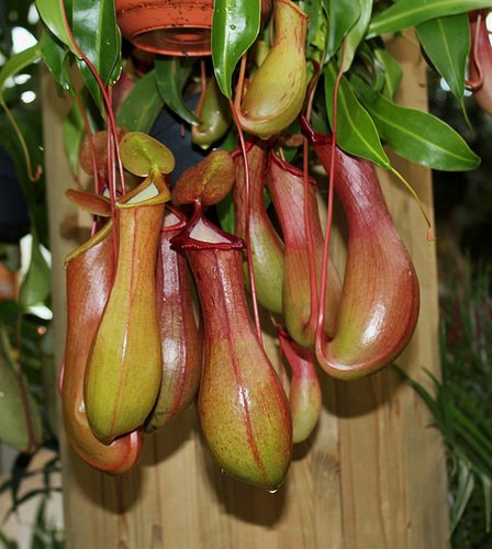 PomChouchou's tweet photo. Je fais pousser ce genre de plantes dans les serres de Poudlard. Elles me servent beaucoup, mais je ne dirais pas à quoi... 😏 https://t.co/GeXgSwr8ab