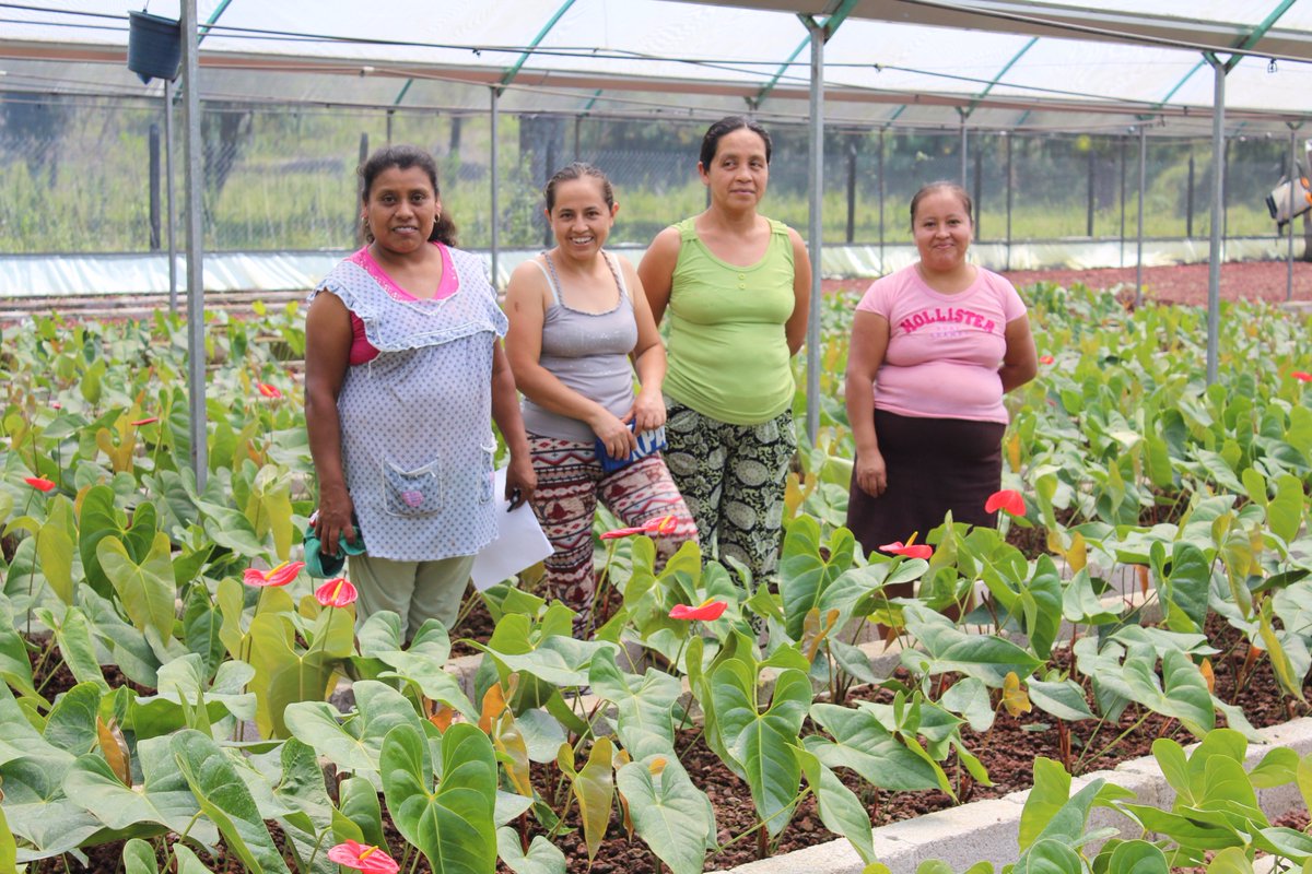 consiah_sc's tweet photo. Producción de anthurio en Tlacolula, Tianguistengo, Hgo #PESA2017 @PESAMEXICO @SagarpaHgo @CamarilloMVZ @PatricioTunKu @Car_Muniz @ecarizpe https://t.co/KndJyicV8k