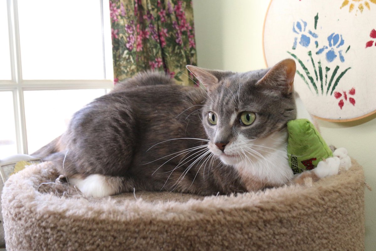 Mimicking Twitter: the place where your cat will be drawn Mimicking Twitter: the place where your cat will be drawn
