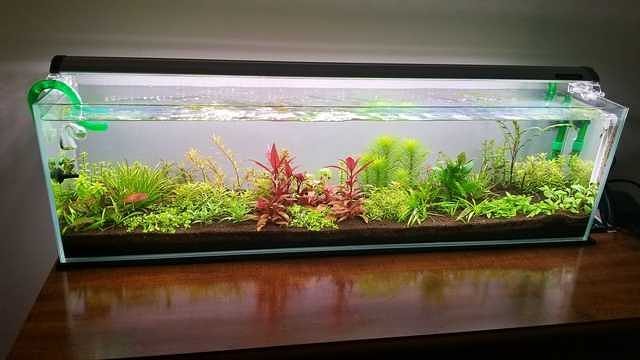 Aquamaxx Aquariums We Are Loving The Elegance Of This Aquamaxx 12 Gallon Long Freshwater Planted Tank From Reddit User Freshestemo41 T Co Yrky4nw7m0 T Co Yhxuxplebj