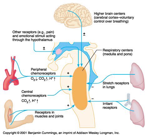 leudosaudpt's tweet photo. Breathing rate depends on CO2 build up. Our body really only needs to breathe once per minute to get enough oxygen #cvpPT #chemoreceptors https://t.co/lSg3a9flCx