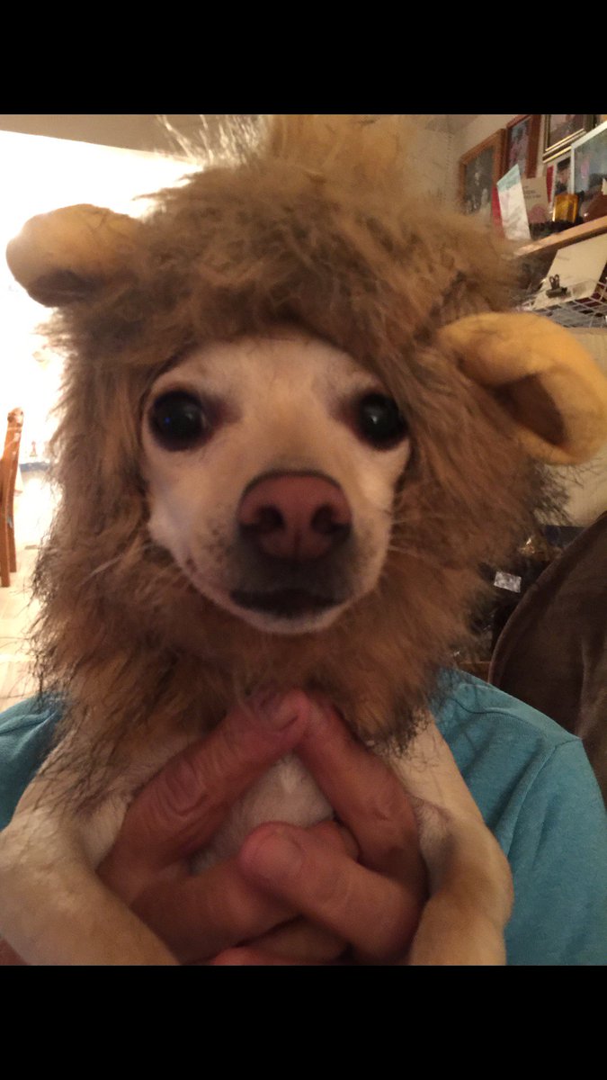 My sister’s chihuahua Uxxegahdeh in one of her Halloween costumes. 😁