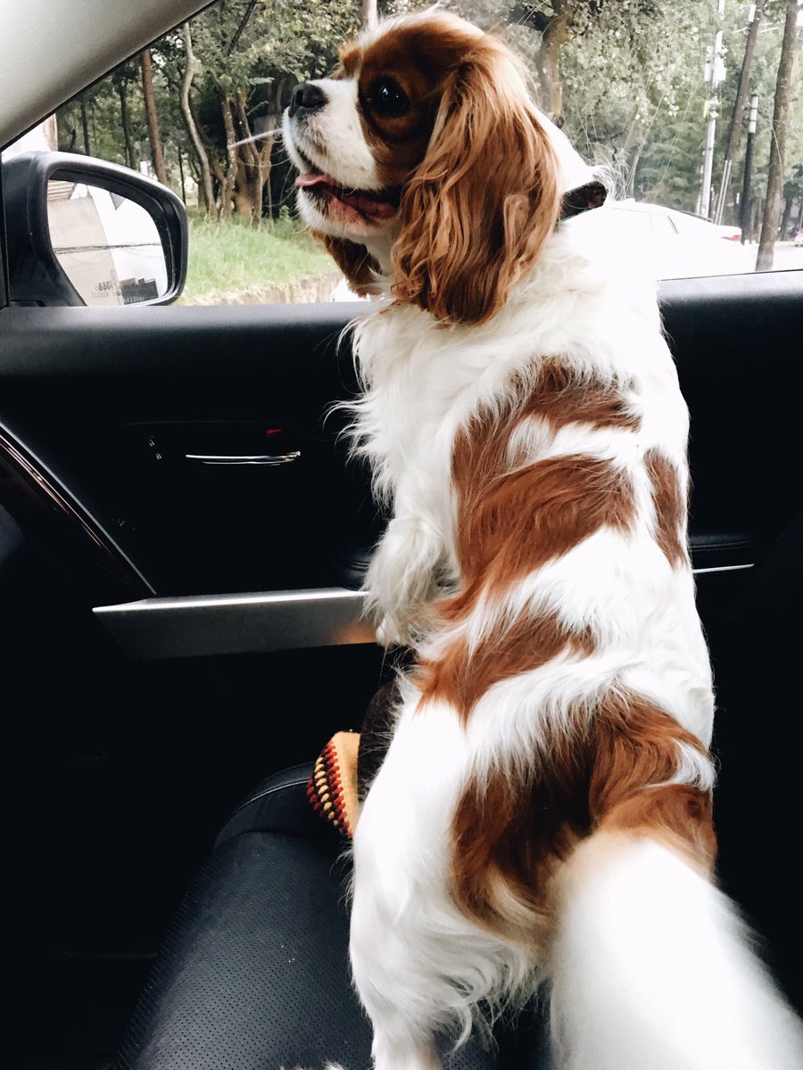 CavalierMateo's tweet photo. De paseo https://t.co/217LBFagOz