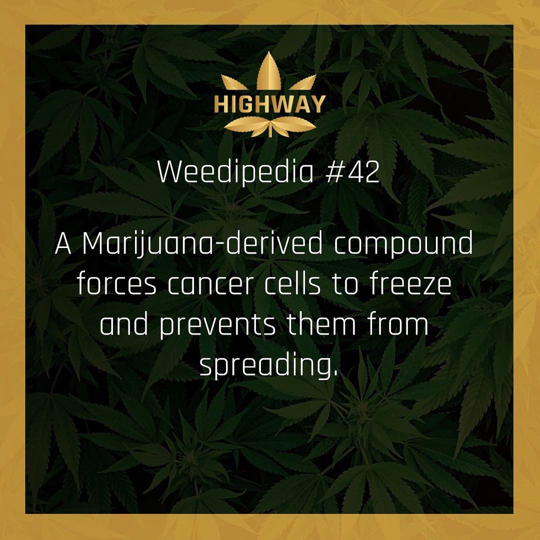 Learn About Weed tweet media