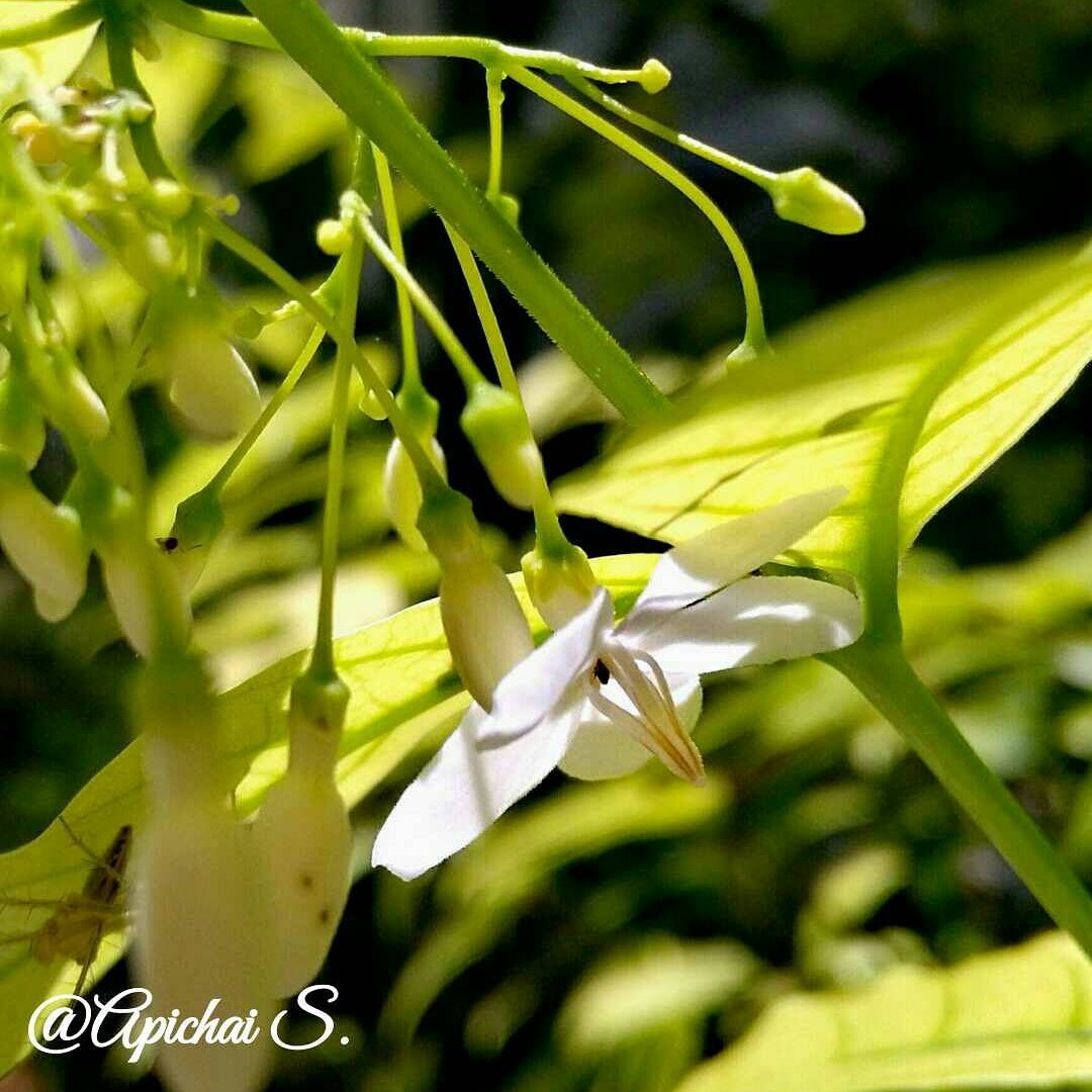 sapic99gmailcom's tweet image. ดอกไม้ ใบไม้ และแมงมุม...โลกมีสิ่งดีๆมากมาย ...ทุกอย่างอยู่ร่วมกันอย่างสมดุลย์ได้