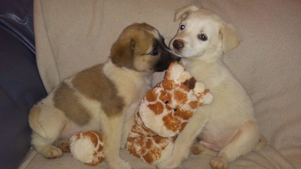 Nos quedan los últimos dos cachorritos en adopción que tenemos en hogar temporal (un macho y una hembra). Contacto por DM. #Valpo