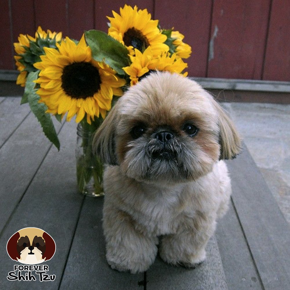 ForeverShihtzu's tweet photo. Shit Tzu are known as Chrysanthemum dogs. 🐶🌻
#ShihTzuFacts #Pets #Cool https://t.co/oE4zbeFSyu