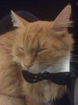 Annimallover's tweet photo. Samson with his bow tie on at the #WIPIN woman of the year banquet! He looks so thrilled doesn't he? #CatsOfTwitter https://t.co/bn2TKuGbnc