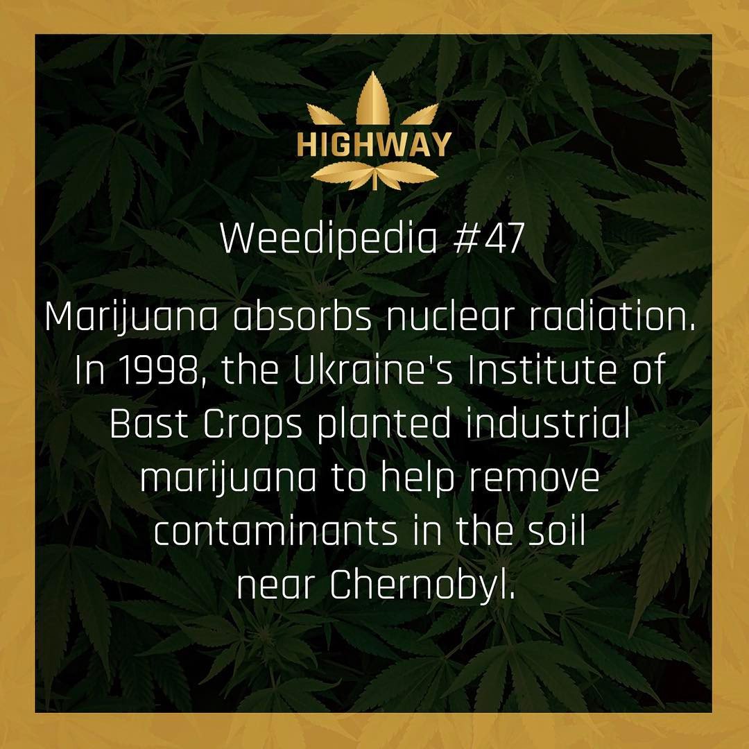 Learn About Weed tweet media