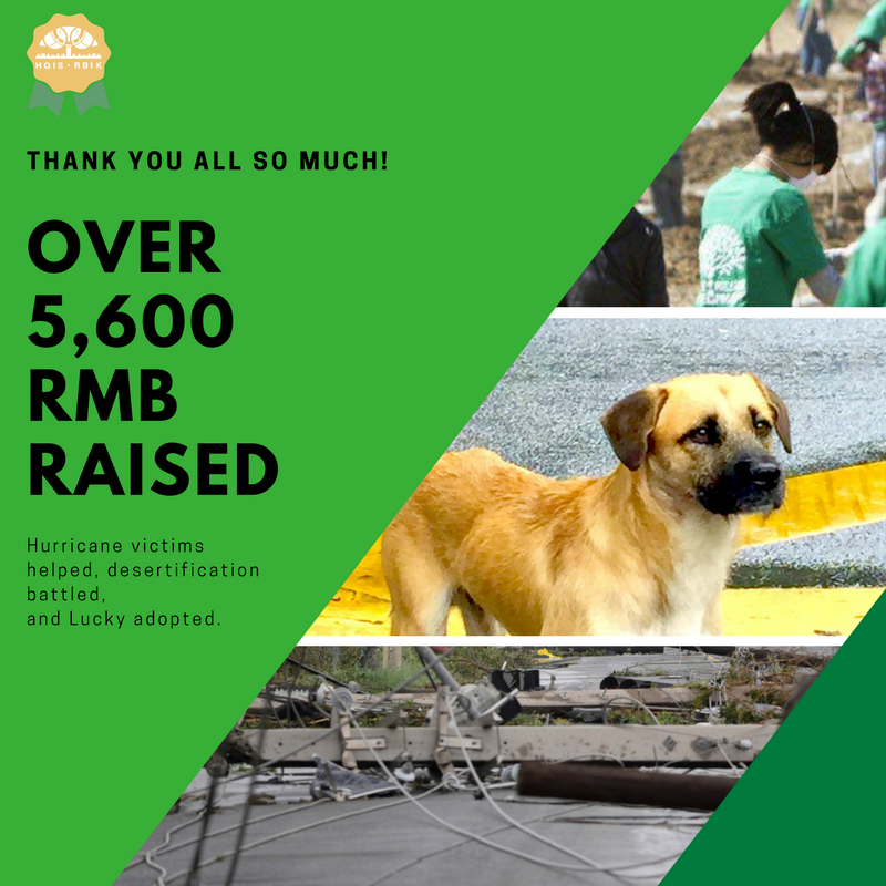 hqisrbis's tweet photo. The HQIS community came together for some #charitable endeavors. #fundraising over 5,600 RMB! #HQIS #AdoptDontShop #treeplanting #hurricane https://t.co/QvIrzxDnNe