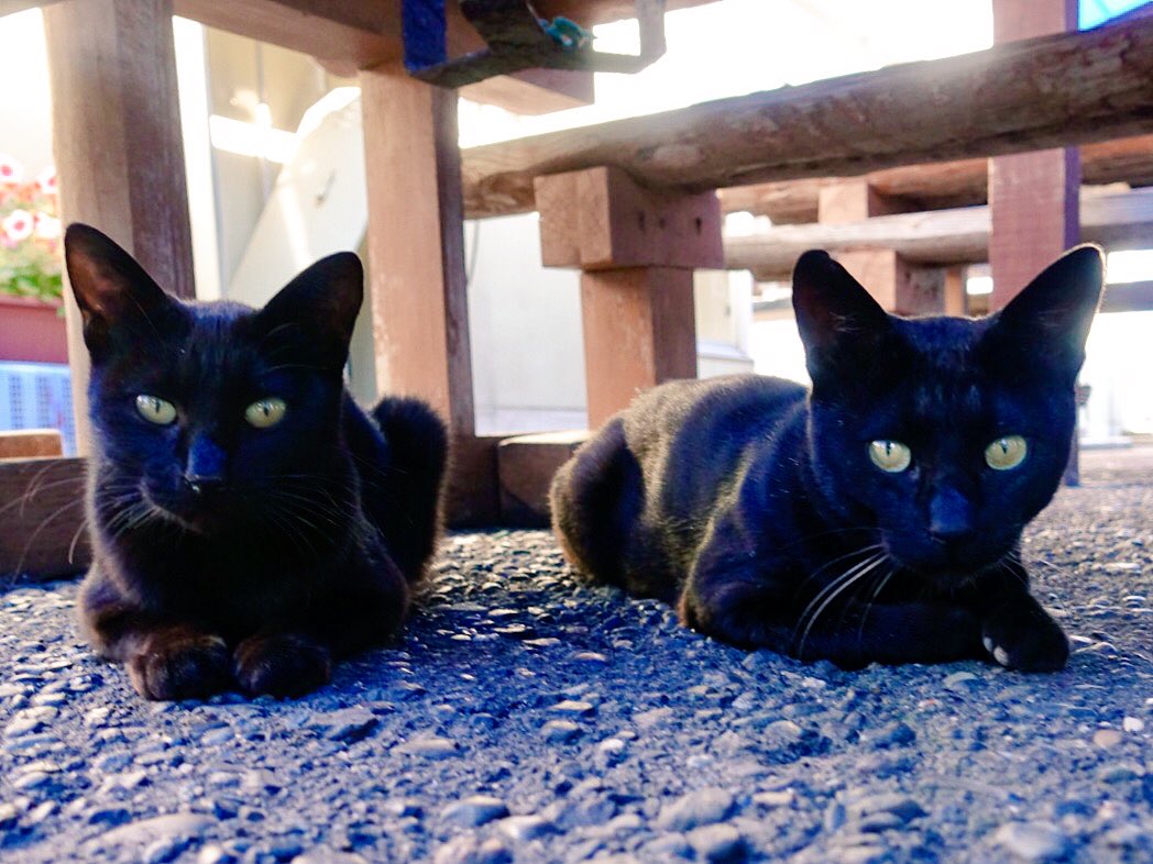 nekosanpo_xxx tweet picture