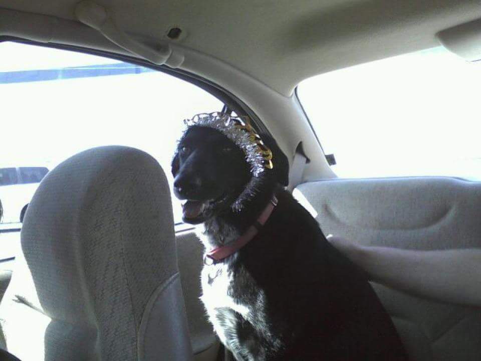 TealRon's tweet photo. Mourning the loss of my lil Camey girl https://t.co/AiKuFCAejL