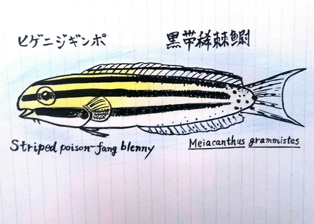 みんなで魚を描こうの会 Ver 2 Ar Twitter ご参加ありがとうございます ヒゲニジギンポのヒゲってそこにあったんですか 前から少し気になってました 笑 某頭に横縞のあるギンポさんのお仲間ですね シンプルながら可愛らしく アート性のある模様ですね W B