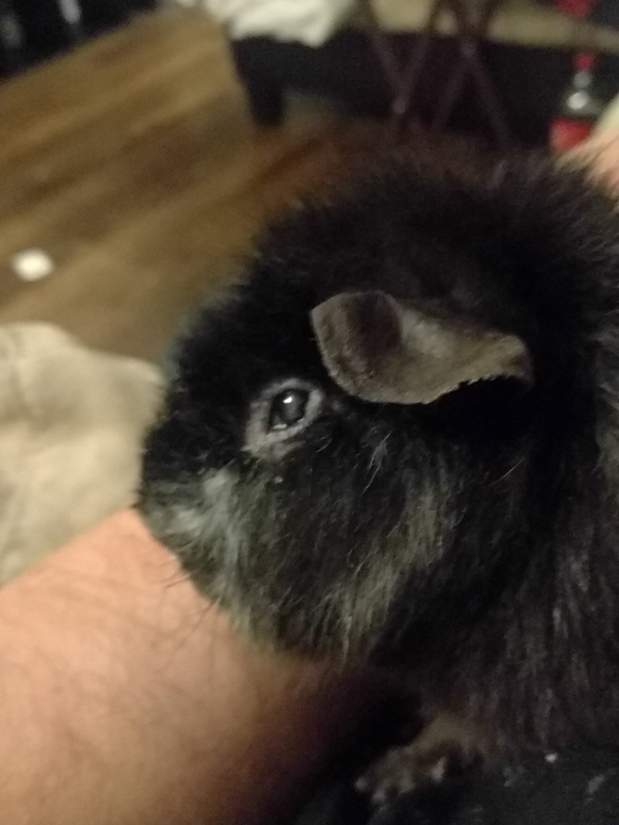 Nullmoniker's tweet image. One day of antibiotics and Fuzzybutt is looking a lot better. #cleareyes #stillgrumpy