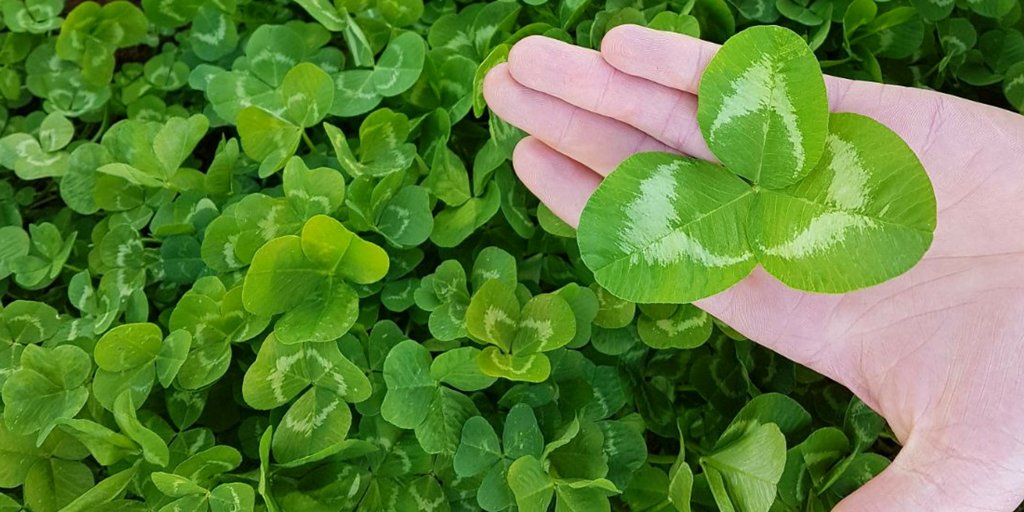 swseedcompanyau's tweet photo. Spring has sprung at Pasture Genetics' #TaturaResearchSite #NorthernVIC #LargeLeaf #JumboWhiteClover #vigorous #WhiteClover #clover #seed https://t.co/Y9Q7Ptdya9