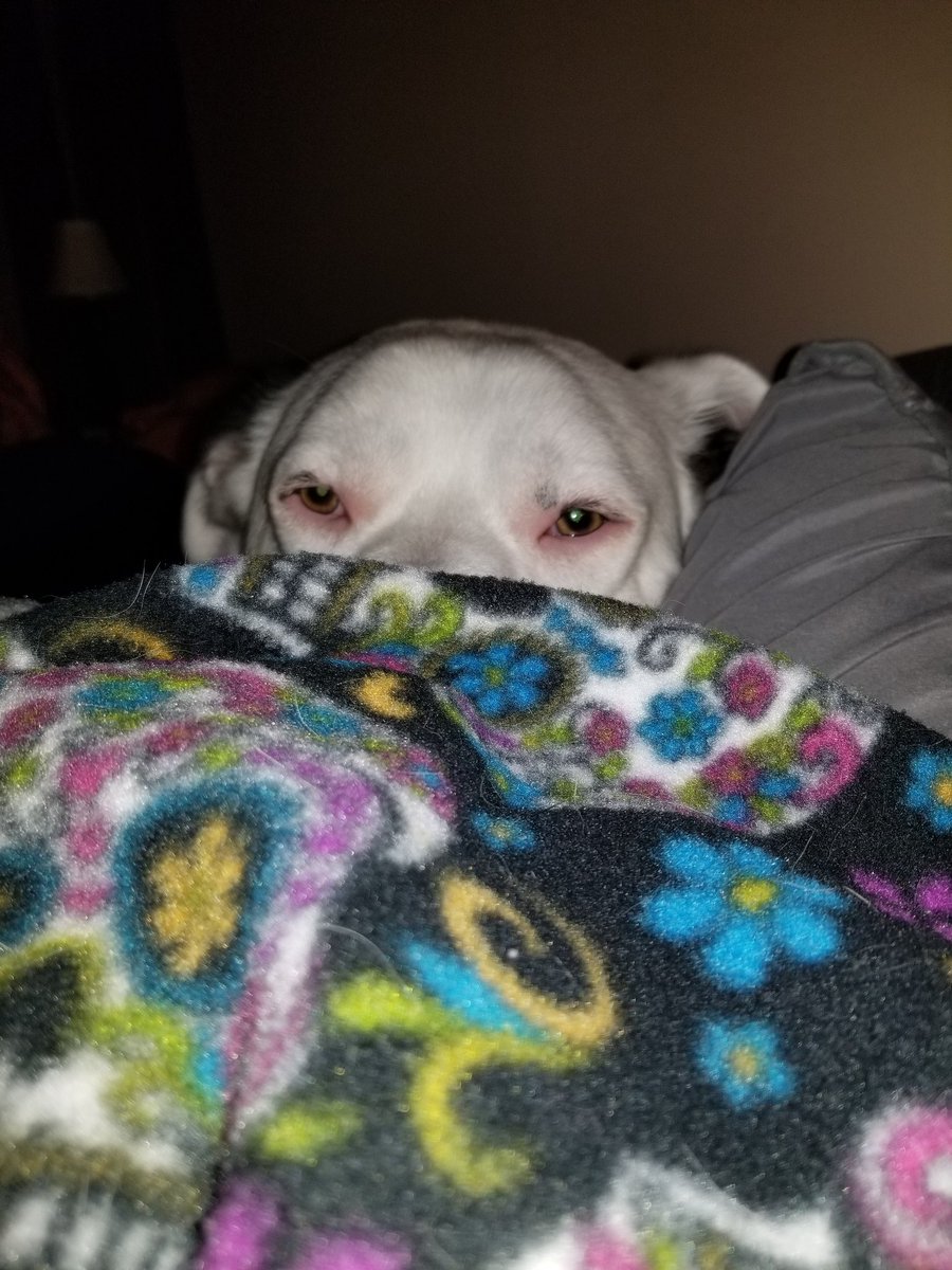 StringBean007's tweet photo. I spy with my little eye
#Pitbulls https://t.co/ZpUHhdTYSd