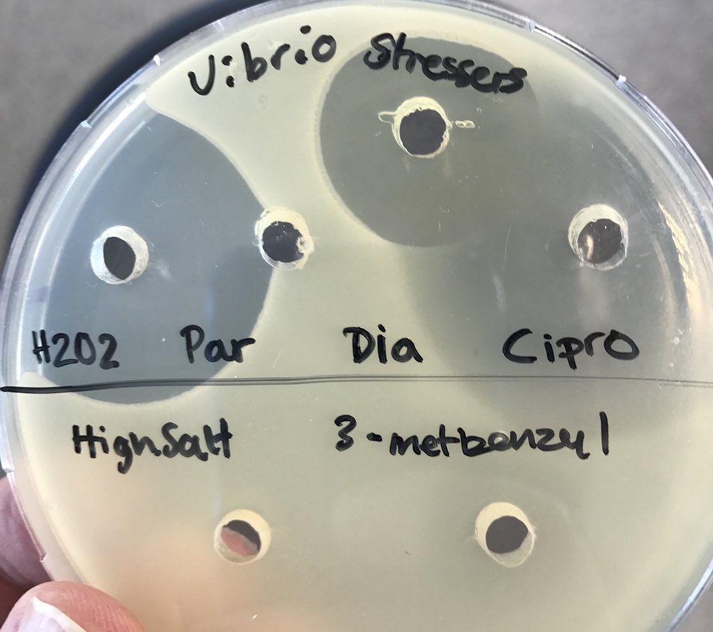 VĂctor de Lorenzo (@vdlorenzo_cnb) on Twitter photo Moreover, the bug—at least the non-GM wt—likes salt & it is VERY sensitive to oxidative stress. Will it be suitable to host redox reactions? Moreover, the bug—at least the non-GM wt—likes salt & it is VERY sensitive to oxidative stress. Will it be suitable to host redox reactions?