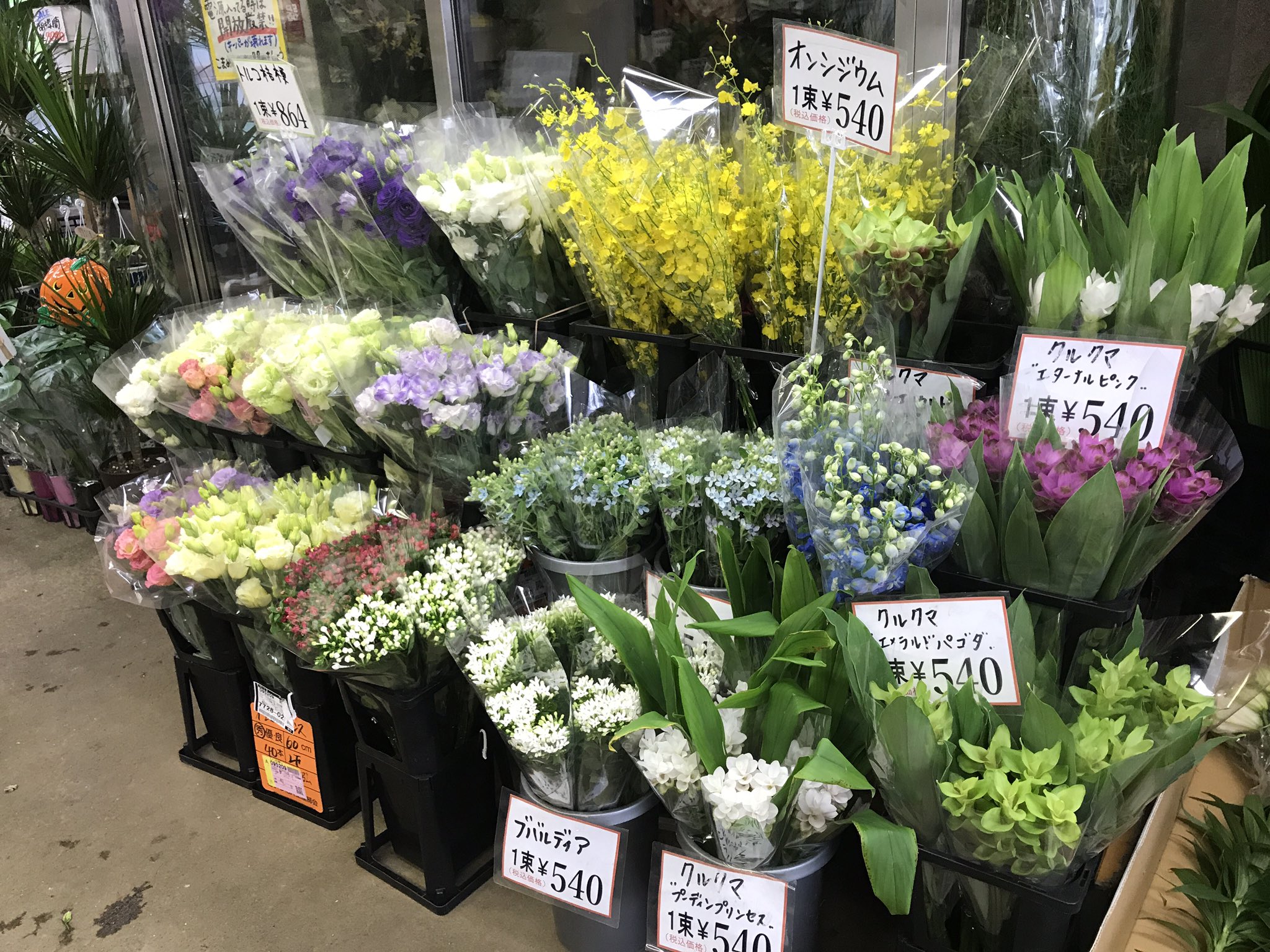 ワールドフラワー 本店 梶が谷店 本日は切り花入荷日です ˊᵕˋ 色鮮やかな洋花も入荷しております ˊ ˋ この他にもススキや アカナス フォックスフェイスや唐辛子などの実もの 秋の雰囲気にぴったりなケイトウやセロシアも入荷してますよ