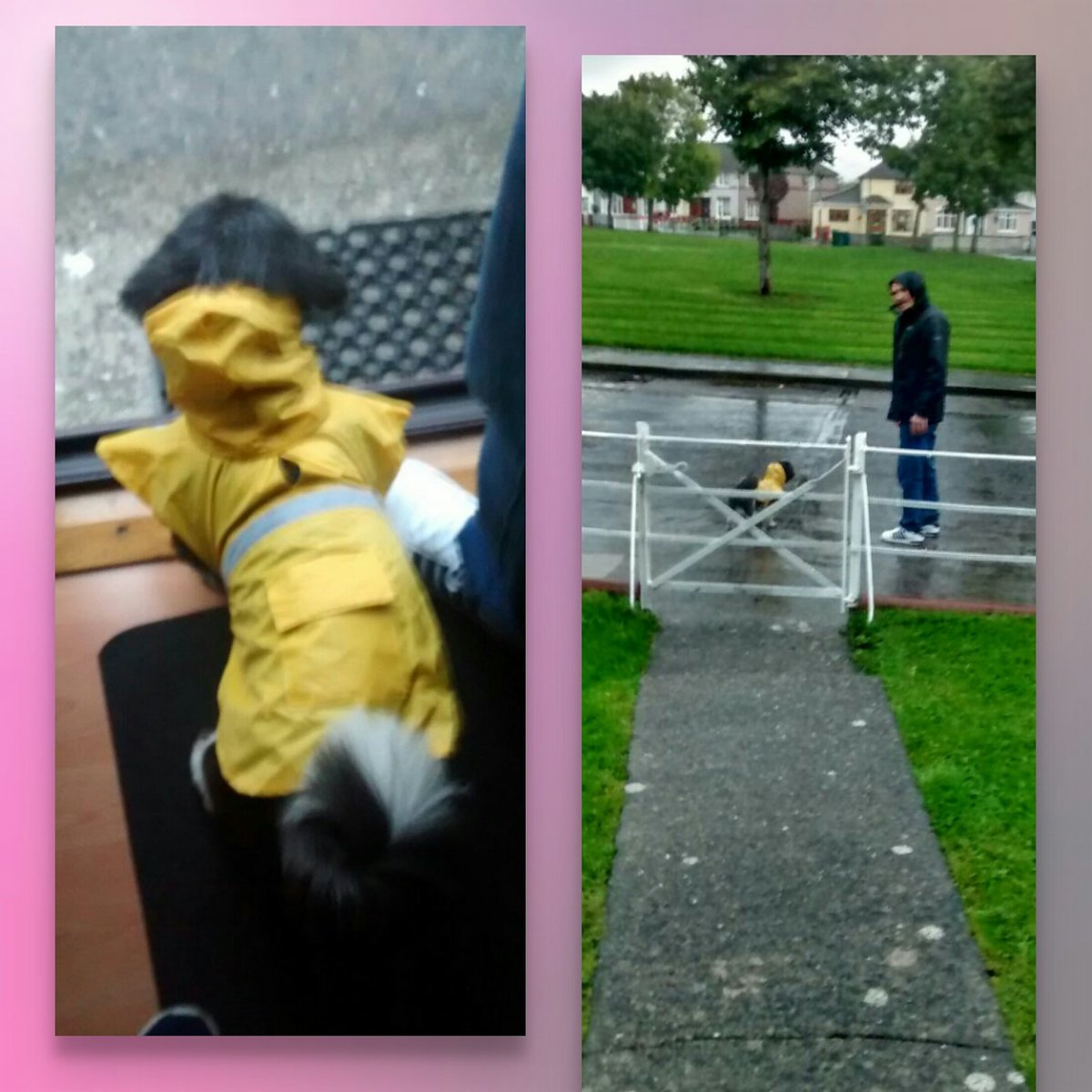 DoLLyRach's tweet image. My dog is more prepared for the rain than I will ever be 😂🌧🐶💛 #Bolt #RainyDublin #RainMac #dogsoftwitter