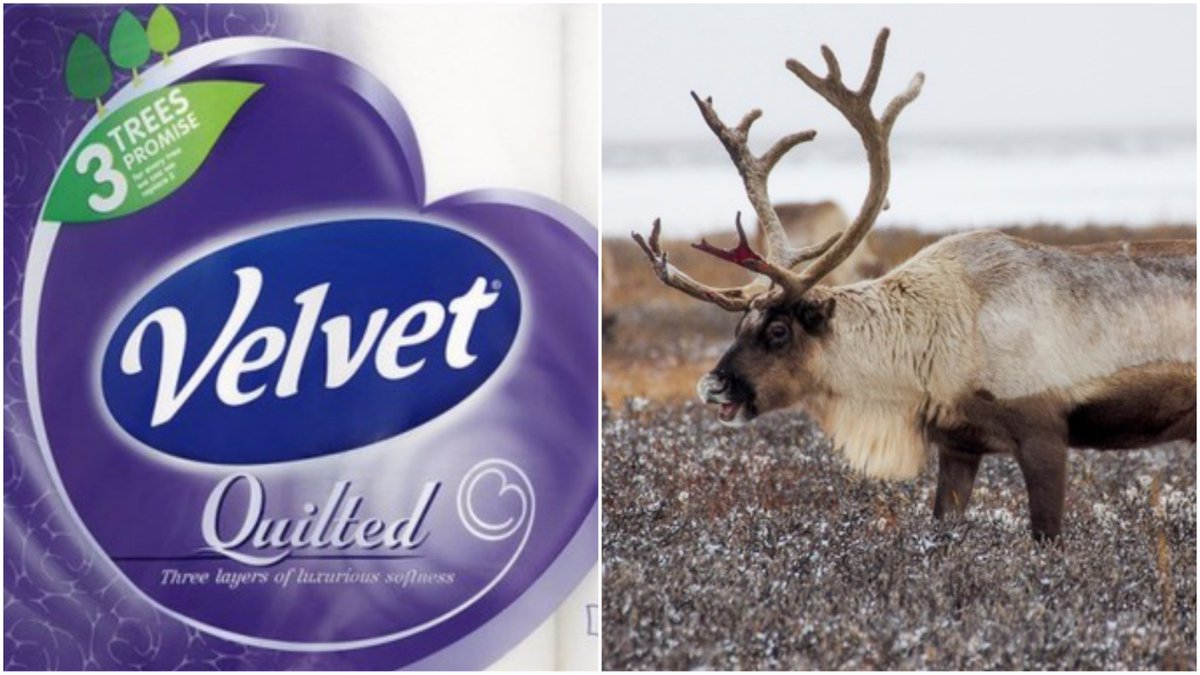 Velvet toilet paper 'destroying' reindeer forest
itv.com/news/2017-09-2…