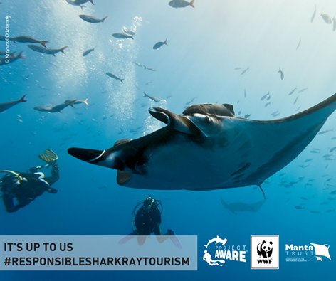 padiaware's tweet photo. NEW #SharkRayTourismGuide Help protect our favorite dive buddies: sharks & rays #WorldTourismDay #TravelEnjoyRespect https://t.co/dhroRBrMRX https://t.co/N1dJORIqe0
