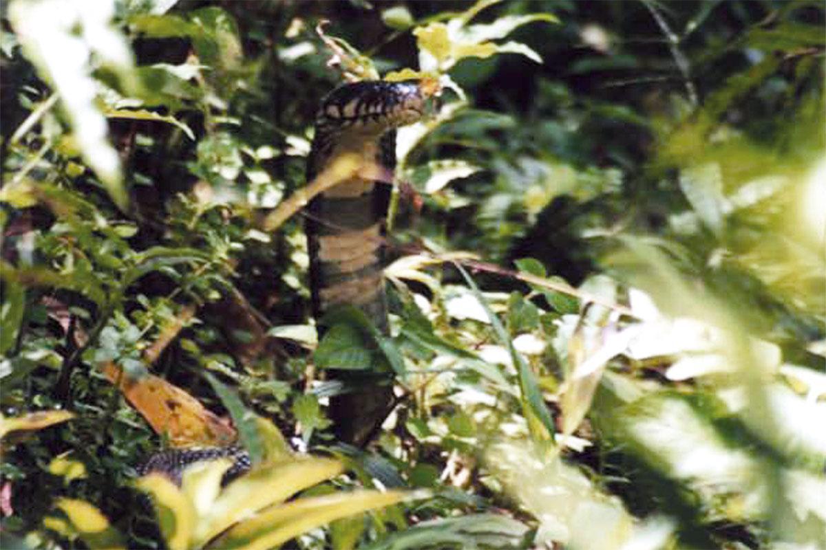 newscientist's tweet photo. ‘Invasive’ snake is really a new species and should be protected https://t.co/EnbvRp8KON https://t.co/pVWm0MDwTp