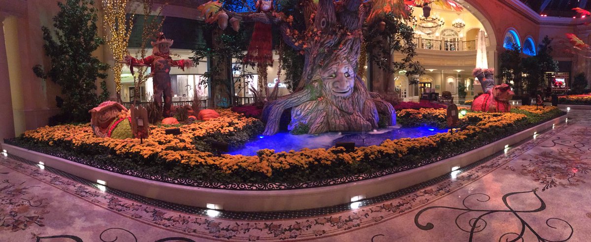 lovemymalteez's tweet photo. @earslikedumbo #yourtree #thoseeyes 😳😳😳 https://t.co/0rU5xgAkk8