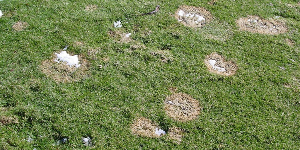 SyngentaTurf's tweet photo. T2G Winter Solution Offer for #snowmold now available to help prepare for #turf for winter: https://t.co/x1H1YIC7Sh https://t.co/nNuLgBGZQ6