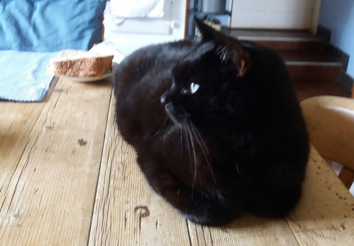BArchiebishop's tweet photo. #kittyloaf #Lab17Conference Here's me working up the enthusiasm to change channels... https://t.co/ZRQmbjnDip