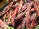 Chef_JWilliams's tweet photo. Incredible fresh Barlotti beans from Bodysgallen estate gardens going on tonight's menu #Superrefresh https://t.co/dWqxP7LECH