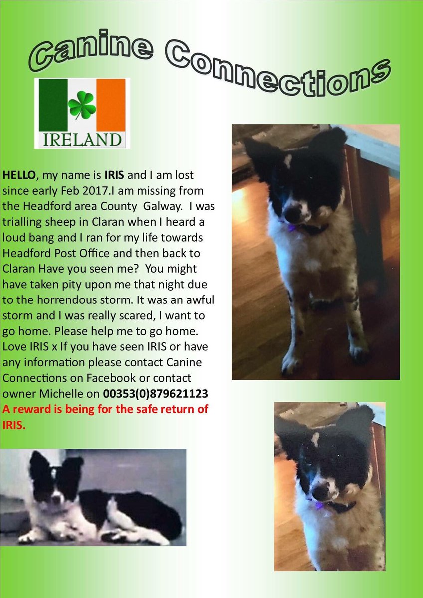 rosiedoc666's tweet photo. ๐ฎ๐ช #missing #Ireland ๐ฎ๐ช ๐พwhere did you go IRIS Pls RT help us #findIris ๐พ owner is ๐& been #searching since #feb #Claran #Co #Galway ๐พ๐๐พ https://t.co/WyEUT5GZ1T