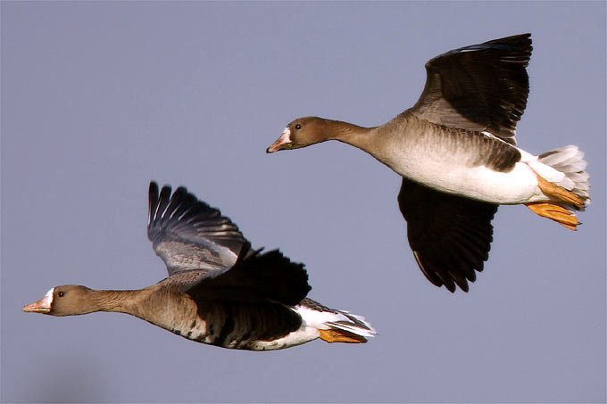NABUHessen's tweet photo. Gemeinsam #Zugvögel beobachten – Spannende Naturerlebnisse beim #Birdwatch an diesem Wochenende. https://t.co/LU2sqiUesI https://t.co/6gl5I7ejCt