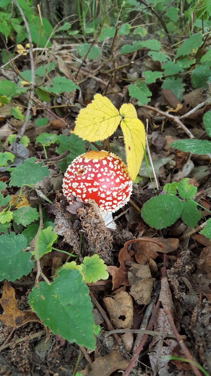 SuestephensonM's tweet photo. @RSPBMinsmere @jamesthetyke hit my #minsmer70 finally. Thank u fly agaric https://t.co/nDQYGE5sy1