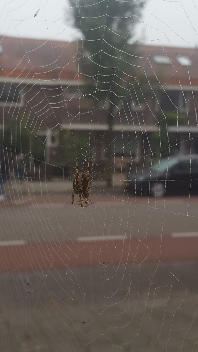 Grote spinnen in de tuin, nu nog vallende bladeren van de boom en de Pooltochten kunnen beginnen!