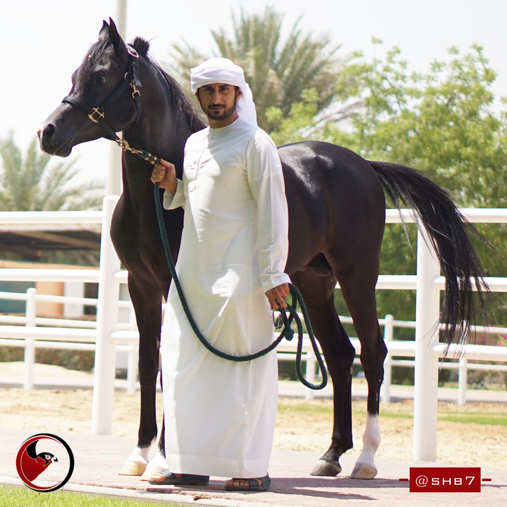 Shb7dxb's tweet photo. What are your best horse racing tips? Share them with me in the comments!
#Shb7 #Influencer #Dubai #HorseRacing #ArabianHorse https://t.co/LllcgePX2L