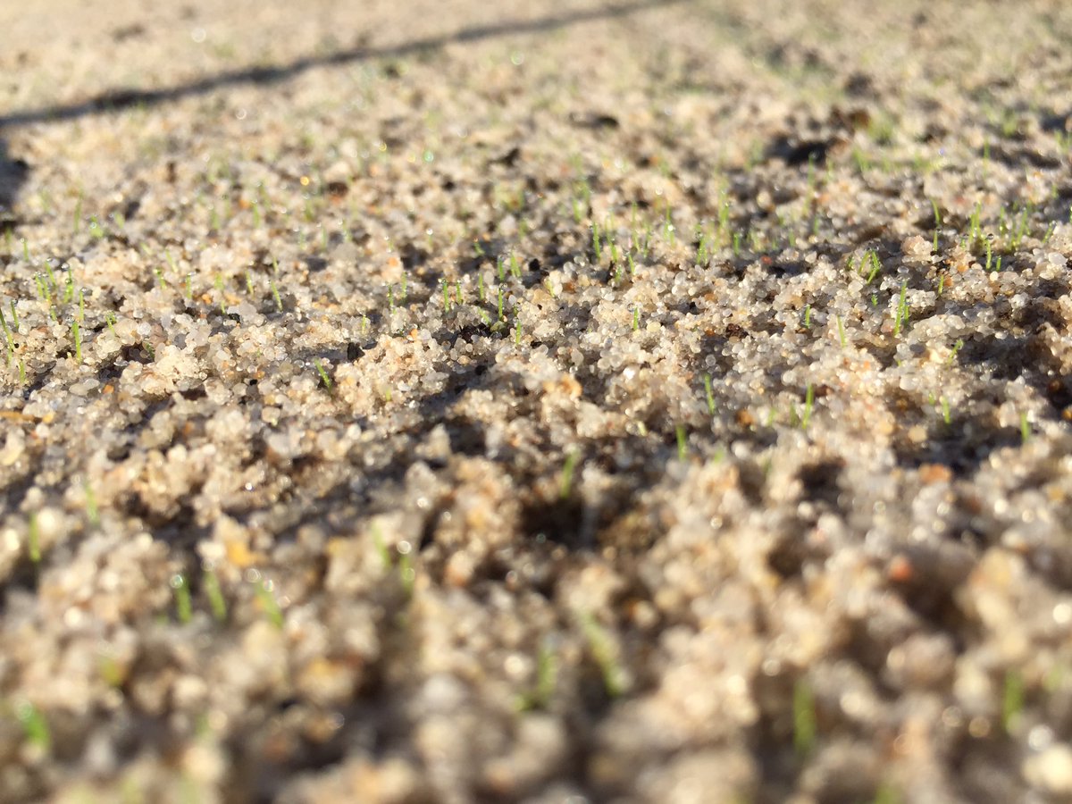 GCSSmaint's tweet photo. We have germination!! Chipping green seed has popped! @GolfSonServera  #golfsonservera #maintenance https://t.co/NdlO5G0Ezh