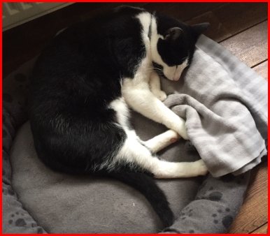 VERMIST: KAT ZORRO (chip)
ex-kater, zwart/wit
#BAARN #UT Schoener
#DHver 24/9/17 facebook.com/23204699025890…