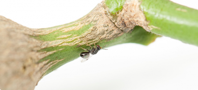 PH_Biosecurity's tweet photo. No weed, bug or feral animal should be safe! #BioBlitz https://t.co/G5dsIYj5OS @DAF_WA Report pests #MyPestGuide or #MyWeedWatcher https://t.co/Nxyokznegr