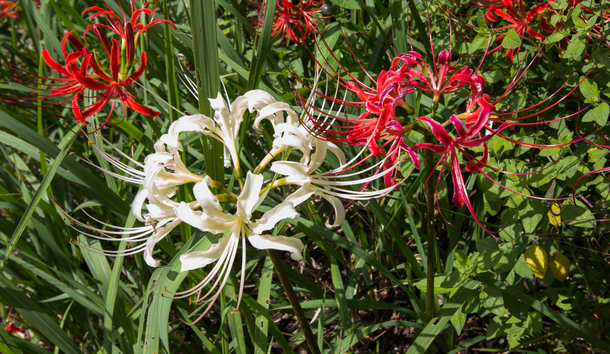 げぴこ 白い彼岸花を見つけました 紅白の彼岸花になってて縁起がいい W T Co Scjytqfpad Twitter